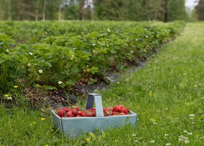 Hiekkarannanlomat Kannonkoski